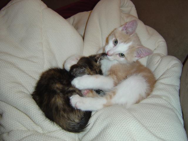 DSC00370