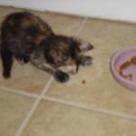 DSC00217