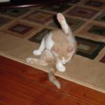 DSC00301
