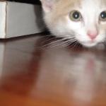 DSC00306