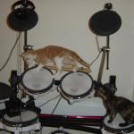 Little Drummer Cats