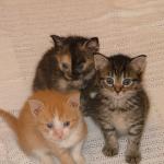 Kittycats!